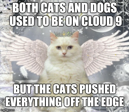 BOTH CATS AND DOGS USED TO BE ON CLOUD 9 BUT THE CATS PUSHED EVERYTHING OFF THE EDGE | made w/ Imgflip meme maker