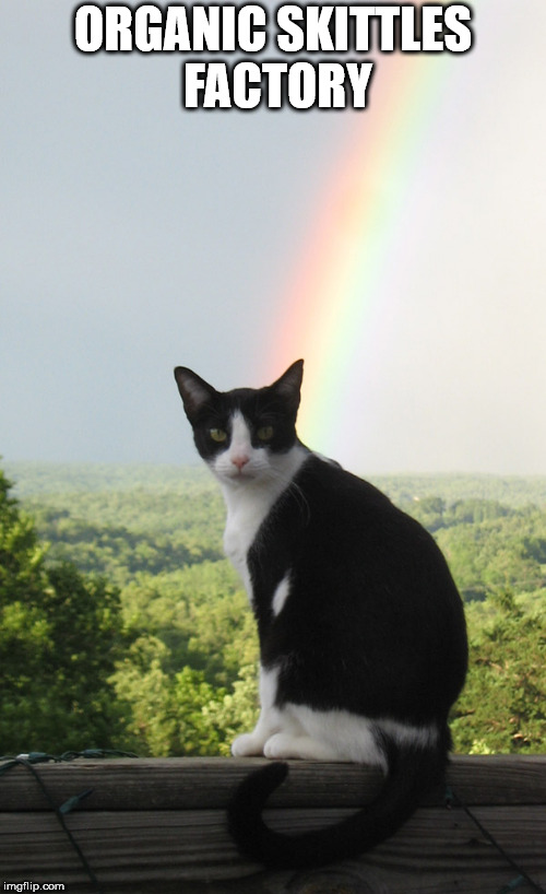 Rainbow Cat | ORGANIC SKITTLES FACTORY | image tagged in rainbow cat,rainbow,cat | made w/ Imgflip meme maker