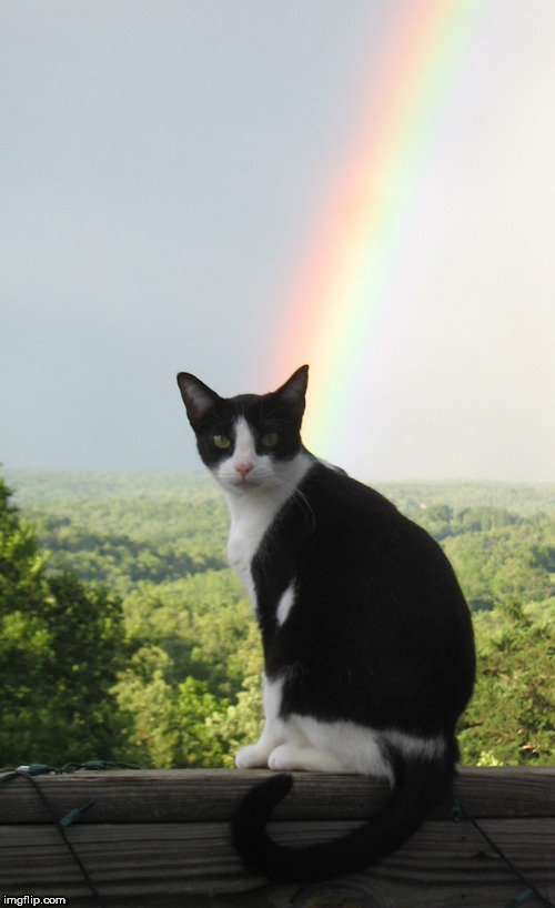 Rainbow Cat | image tagged in rainbow,cat,rainbow cat,catbow | made w/ Imgflip meme maker