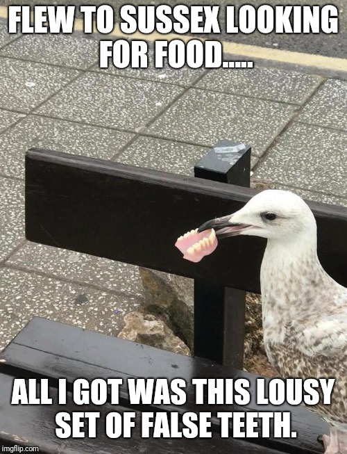 FLEW TO SUSSEX LOOKING FOR FOOD..... ALL I GOT WAS THIS LOUSY SET OF FALSE TEETH. | image tagged in hungry seagull | made w/ Imgflip meme maker