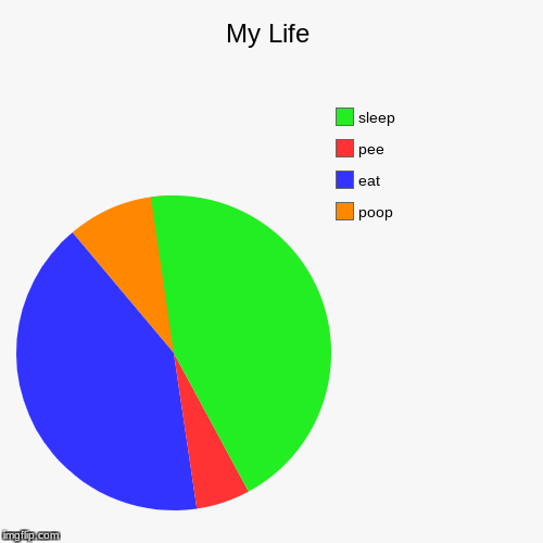 My Life In a Nutshell. | My Life | poop, eat, pee, sleep | image tagged in funny,pie charts | made w/ Imgflip chart maker