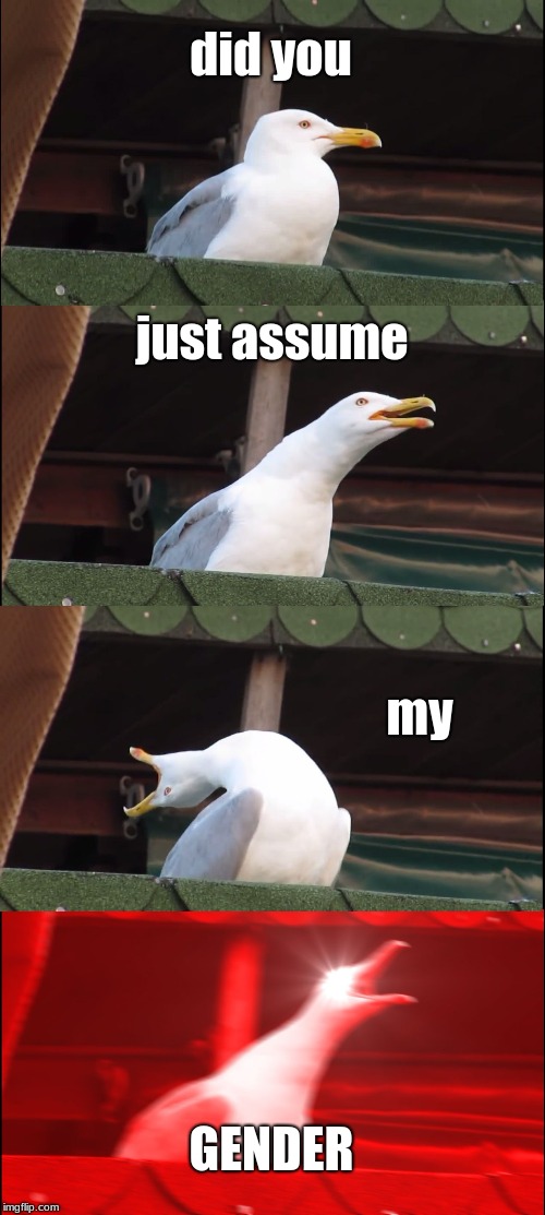 Inhaling Seagull Meme | did you; just assume; my; GENDER | image tagged in memes,inhaling seagull | made w/ Imgflip meme maker