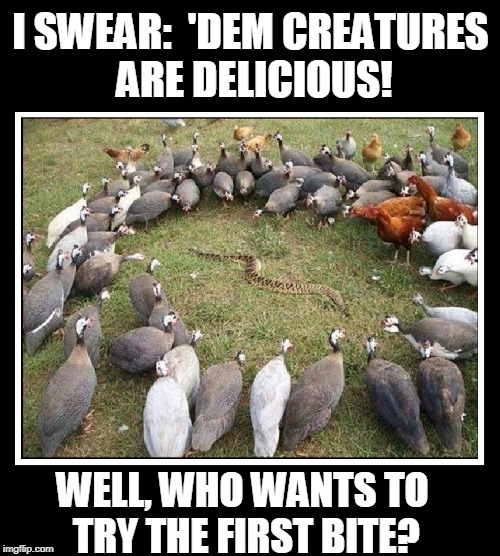 Dinner is Served and it's Not Pheasant Under Glass. It's Snake in the Grass | I SWEAR:  'DEM CREATURES ARE DELICIOUS! WELL, WHO WANTS TO TRY THE FIRST BITE? | image tagged in vince vance,snake in the grass,birds encircle snake,pheasant,pheasant under glass,dinner is served | made w/ Imgflip meme maker