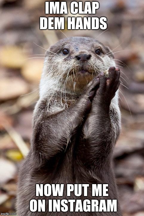 Slow-Clap Otter | IMA CLAP DEM HANDS; NOW PUT ME ON INSTAGRAM | image tagged in slow-clap otter | made w/ Imgflip meme maker
