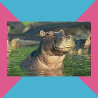 Skeptical Hippo  Blank Meme Template