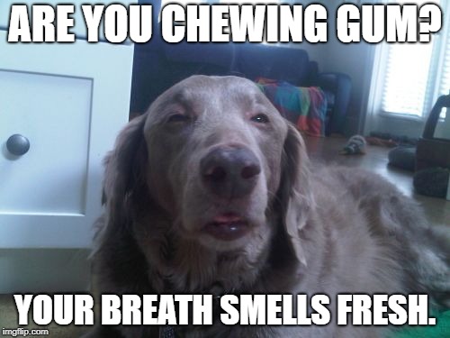 Doggo asks if you are chewing gum. | ARE YOU CHEWING GUM? YOUR BREATH SMELLS FRESH. | image tagged in high dog,gum,chewing gum,golden retriever,dogs,confused dog | made w/ Imgflip meme maker