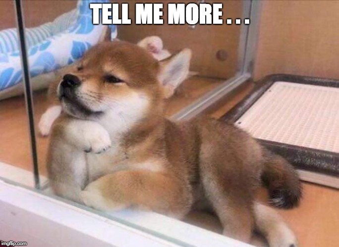 Tell me more Shibe | TELL ME MORE . . . | image tagged in template | made w/ Imgflip meme maker