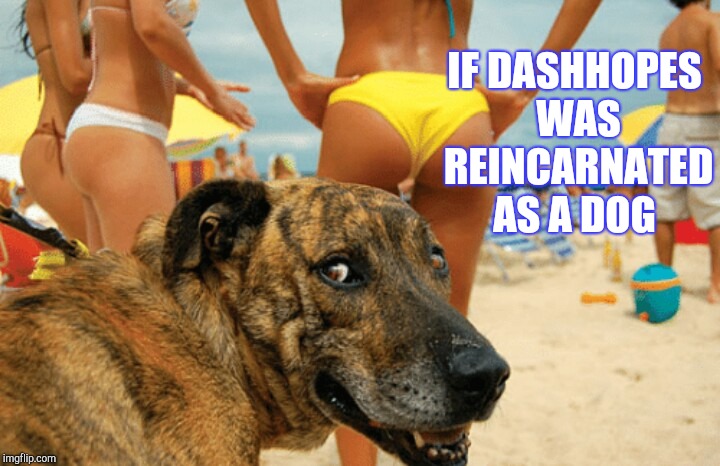 Dog week, May 1-8, a Landon_the_memer and NikkoBellic event! | IF DASHHOPES WAS REINCARNATED AS A DOG | image tagged in jbmemegeek,dashhopes,dog week,hot girls | made w/ Imgflip meme maker