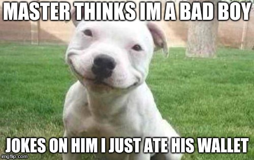 Smiling Pitbull | MASTER THINKS IM A BAD BOY; JOKES ON HIM I JUST ATE HIS WALLET | image tagged in smiling pitbull | made w/ Imgflip meme maker