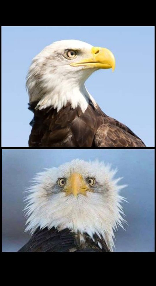 bald eagle Blank Meme Template