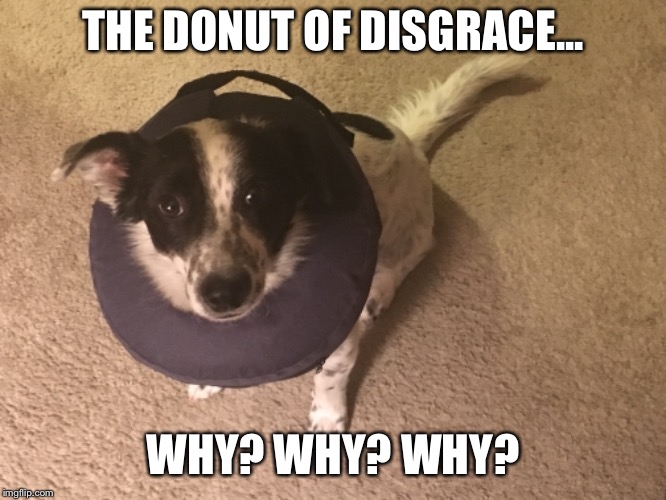 A Dogs Life | THE DONUT OF DISGRACE... WHY? WHY? WHY? | image tagged in donut | made w/ Imgflip meme maker