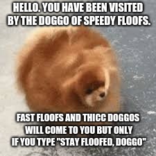 Speedy Floofs | HELLO. YOU HAVE BEEN VISITED BY THE DOGGO OF SPEEDY FLOOFS. FAST FLOOFS AND THICC DOGGOS WILL COME TO YOU BUT ONLY IF YOU TYPE "STAY FLOOFED, DOGGO" | image tagged in floof doggo,speed,thiccdoggos | made w/ Imgflip meme maker