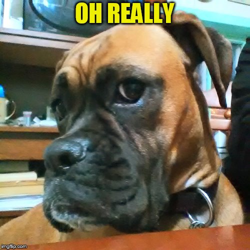 OH REALLY | made w/ Imgflip meme maker