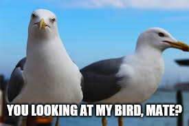 YOU LOOKING AT MY BIRD, MATE? | image tagged in jealous seagull | made w/ Imgflip meme maker