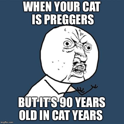 Y U No | WHEN YOUR CAT IS PREGGERS; BUT IT’S 90 YEARS OLD IN CAT YEARS | image tagged in memes,y u no | made w/ Imgflip meme maker