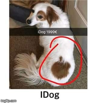 Idog | image tagged in funny | made w/ Imgflip meme maker