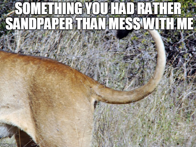 SOMETHING YOU HAD RATHER SANDPAPER THAN MESS WITH ME | image tagged in lion's tail | made w/ Imgflip meme maker