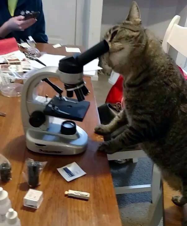 cat microscope scientist Blank Meme Template