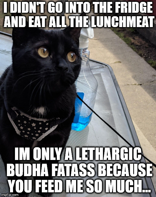 Murr is a fatty | I DIDN'T GO INTO THE FRIDGE AND EAT ALL THE LUNCHMEAT; IM ONLY A LETHARGIC BUDHA FATASS BECAUSE YOU FEED ME SO MUCH... | image tagged in innocent murr,naughty | made w/ Imgflip meme maker