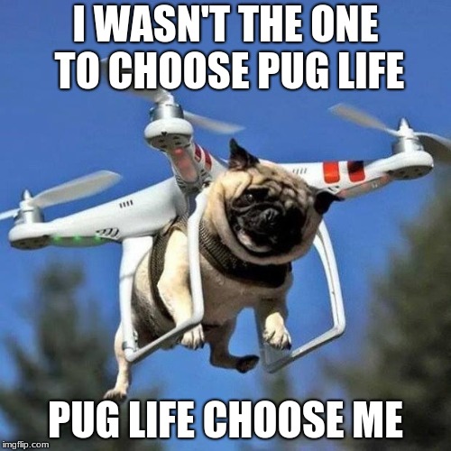 Flying Pug | I WASN'T THE ONE TO CHOOSE PUG LIFE; PUG LIFE CHOOSE ME | image tagged in flying pug | made w/ Imgflip meme maker