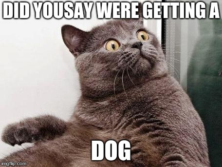 Surprised cat | DID YOUSAY WERE GETTING A; DOG | image tagged in surprised cat | made w/ Imgflip meme maker