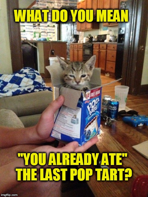 CATZ | WHAT DO YOU MEAN; "YOU ALREADY ATE" THE LAST POP TART? | image tagged in funny | made w/ Imgflip meme maker