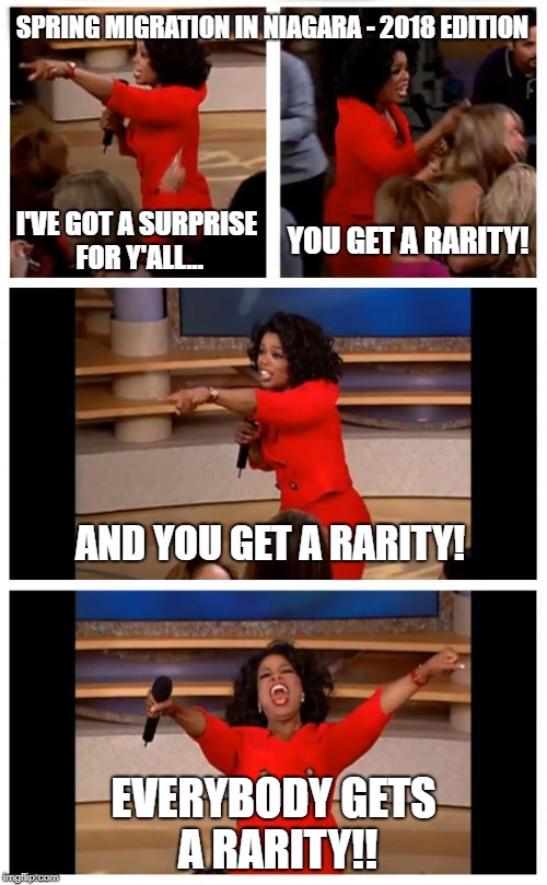 Oprah You Get A Car Everybody Gets A Car Meme | SPRING MIGRATION IN NIAGARA - 2018 EDITION; YOU GET A RARITY! I'VE GOT A SURPRISE FOR Y'ALL... AND YOU GET A RARITY! EVERYBODY GETS A RARITY!! | image tagged in memes,oprah you get a car everybody gets a car | made w/ Imgflip meme maker