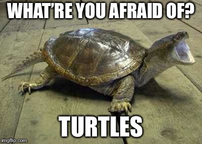 WHAT’RE YOU AFRAID OF? TURTLES | made w/ Imgflip meme maker