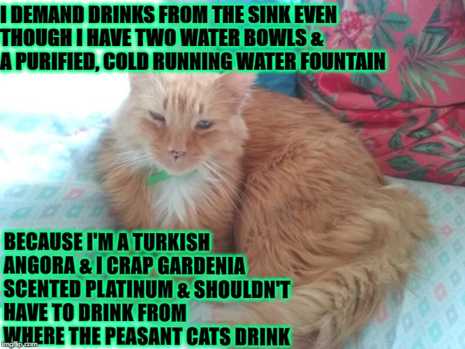 I DEMAND DRINKS FROM THE SINK EVEN THOUGH I HAVE TWO WATER BOWLS & A PURIFIED, COLD RUNNING WATER FOUNTAIN; BECAUSE I'M A TURKISH ANGORA & I CRAP GARDENIA SCENTED PLATINUM & SHOULDN'T HAVE TO DRINK FROM WHERE THE PEASANT CATS DRINK | image tagged in arrogant prick | made w/ Imgflip meme maker