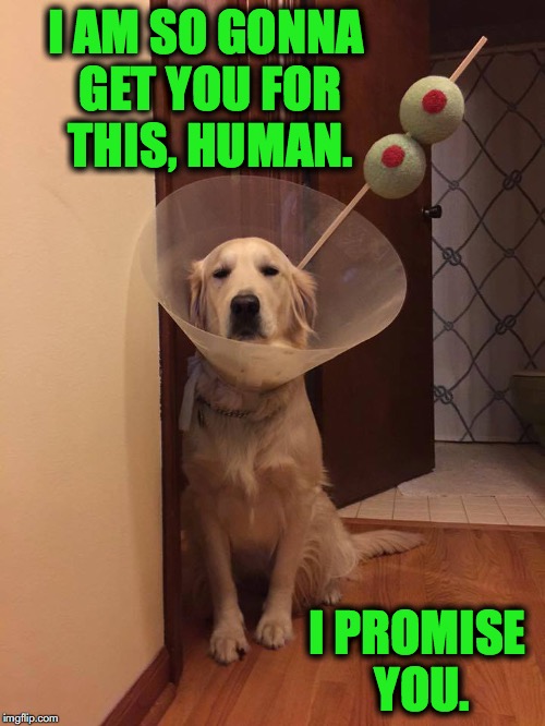 Revenge Shall Be Mine! | I AM SO GONNA GET YOU FOR THIS, HUMAN. I PROMISE YOU. | image tagged in martini pooch | made w/ Imgflip meme maker