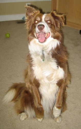 High Quality Chili the Border Collie Blank Meme Template