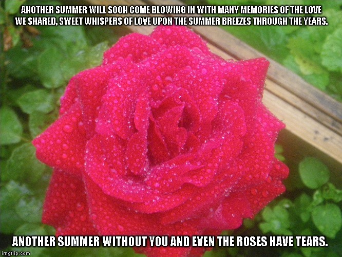 Another Summer | ANOTHER SUMMER WILL SOON COME BLOWING IN WITH MANY MEMORIES OF THE LOVE WE SHARED, SWEET WHISPERS OF LOVE UPON THE SUMMER BREEZES THROUGH THE YEARS. ANOTHER SUMMER WITHOUT YOU AND EVEN THE ROSES HAVE TEARS. | image tagged in memories,love,years,whispers,summer,roses | made w/ Imgflip meme maker