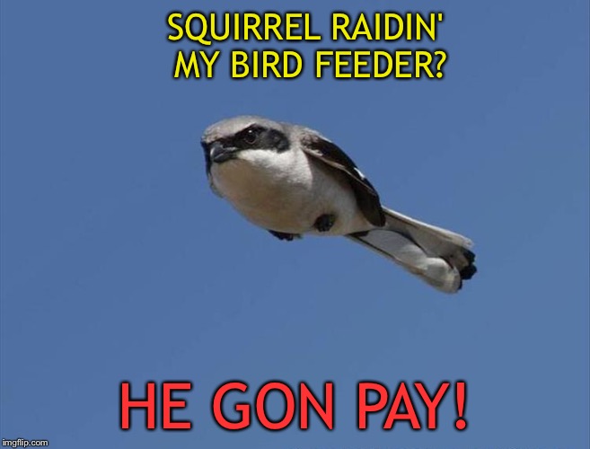 There's gonna be a fight! | SQUIRREL RAIDIN' MY BIRD FEEDER? HE GON PAY! | image tagged in angry bird,squirrel,attack,memes,funny | made w/ Imgflip meme maker