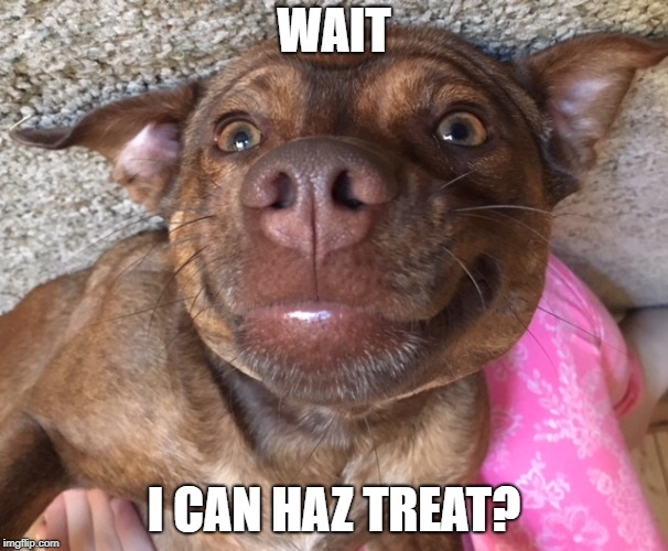 joyful pup | WAIT; I CAN HAZ TREAT? | image tagged in joyful pup,treat,dog,doggo,meme | made w/ Imgflip meme maker