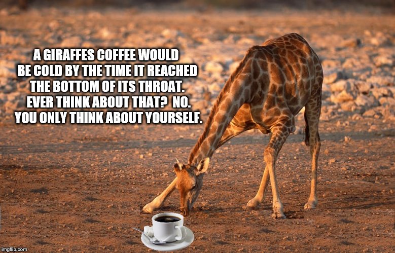 Caffeine Giraffe
 | A GIRAFFES COFFEE WOULD BE COLD BY THE TIME IT REACHED THE BOTTOM OF ITS THROAT.  EVER THINK ABOUT THAT?  NO.  YOU ONLY THINK ABOUT YOURSELF. | image tagged in coffee,giraffe,selfish | made w/ Imgflip meme maker
