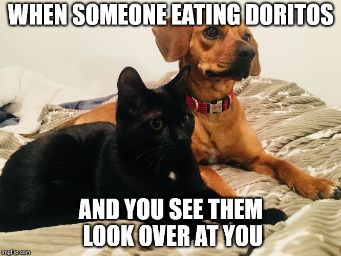 Honey and Murr staring | WHEN SOMEONE EATING DORITOS; AND YOU SEE THEM LOOK OVER AT YOU | image tagged in honey and murr staring | made w/ Imgflip meme maker