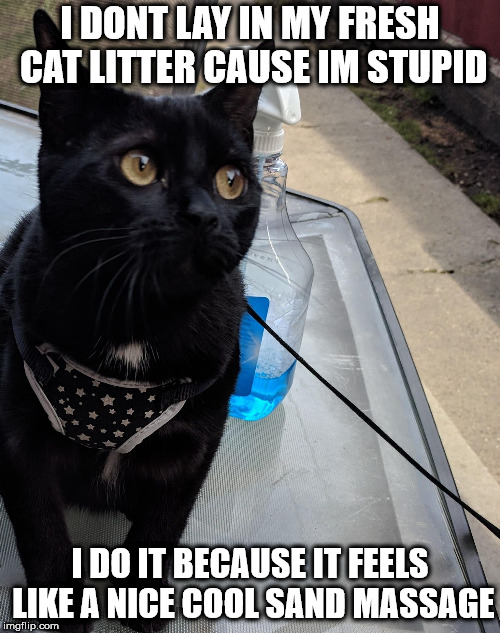 I like my litter | I DONT LAY IN MY FRESH CAT LITTER CAUSE IM STUPID; I DO IT BECAUSE IT FEELS LIKE A NICE COOL SAND MASSAGE | image tagged in innocent murr,cat litter,cat | made w/ Imgflip meme maker