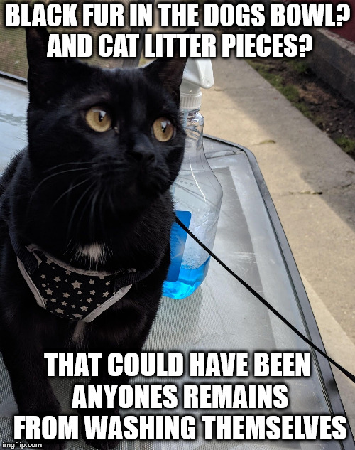 Innocent Murr | BLACK FUR IN THE DOGS BOWL? AND CAT LITTER PIECES? THAT COULD HAVE BEEN ANYONES REMAINS FROM WASHING THEMSELVES | image tagged in innocent murr | made w/ Imgflip meme maker