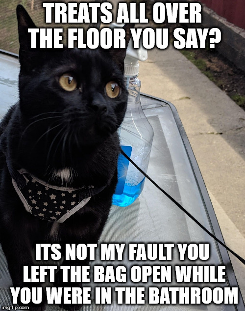 Stupid Murr | TREATS ALL OVER THE FLOOR YOU SAY? ITS NOT MY FAULT YOU LEFT THE BAG OPEN WHILE YOU WERE IN THE BATHROOM | image tagged in innocent murr,bad kitty | made w/ Imgflip meme maker