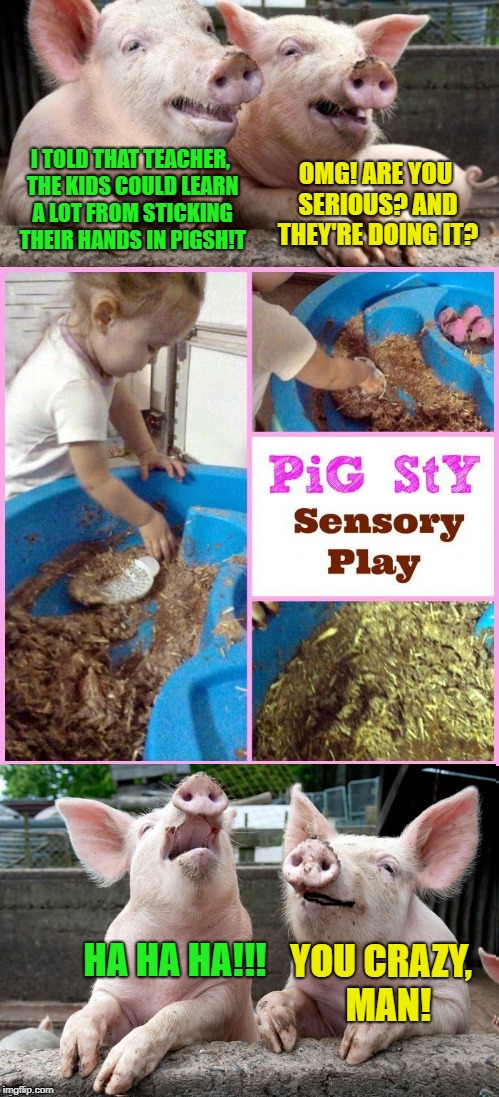 Pig Sty | I TOLD THAT TEACHER, THE KIDS COULD LEARN A LOT FROM STICKING THEIR HANDS IN PIGSH!T; OMG! ARE YOU SERIOUS? AND THEY'RE DOING IT? HA HA HA!!! YOU CRAZY,  MAN! | image tagged in funny memes,pigs,school,field trip,kids | made w/ Imgflip meme maker