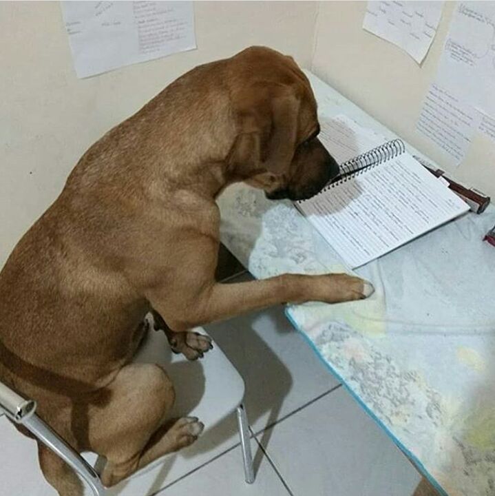 High Quality studying dog Blank Meme Template