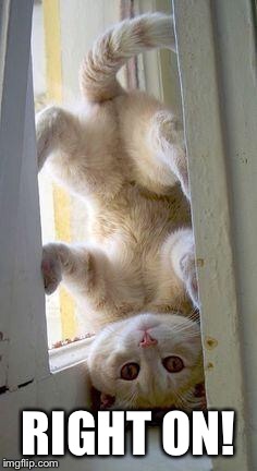 upside down cat | RIGHT ON! | image tagged in upside down cat | made w/ Imgflip meme maker