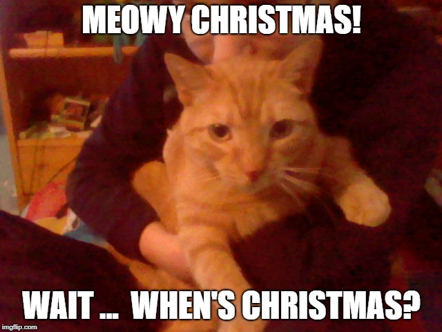 When's Christmas? | MEOWY CHRISTMAS! WAIT ...  WHEN'S CHRISTMAS? | image tagged in cat,dumb,stupid | made w/ Imgflip meme maker