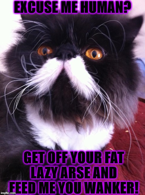 EXCUSE ME HUMAN? GET OFF YOUR FAT LAZY ARSE AND FEED ME YOU WANKER! | image tagged in british cat | made w/ Imgflip meme maker