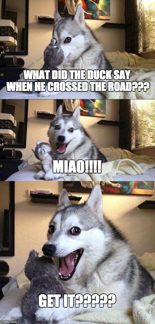 Bad Pun Dog | WHAT DID THE DUCK SAY WHEN HE CROSSED THE ROAD??? MIAO!!!! GET IT????? | image tagged in memes,bad pun dog | made w/ Imgflip meme maker