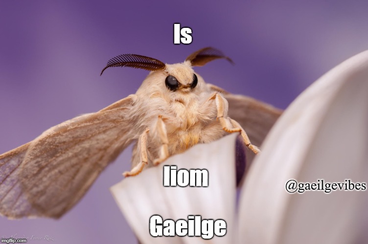 outraged moth | Is; liom; @gaeilgevibes; Gaeilge | image tagged in outraged moth | made w/ Imgflip meme maker