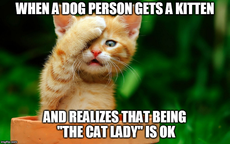 I JUST REALIZED | WHEN A DOG PERSON GETS A KITTEN; AND REALIZES THAT BEING "THE CAT LADY" IS OK | image tagged in i just realized | made w/ Imgflip meme maker
