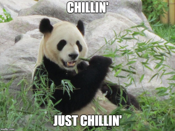 CHILLIN'; JUST CHILLIN' | image tagged in panda template | made w/ Imgflip meme maker
