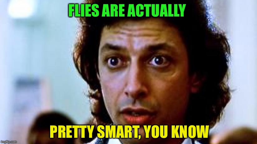 FLIES ARE ACTUALLY PRETTY SMART, YOU KNOW | made w/ Imgflip meme maker