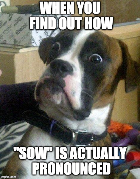 Darn the English language! | WHEN YOU FIND OUT HOW; "SOW" IS ACTUALLY PRONOUNCED | image tagged in surprised dog | made w/ Imgflip meme maker